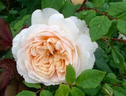 Роза английская кустовая Крокус Роуз 4л